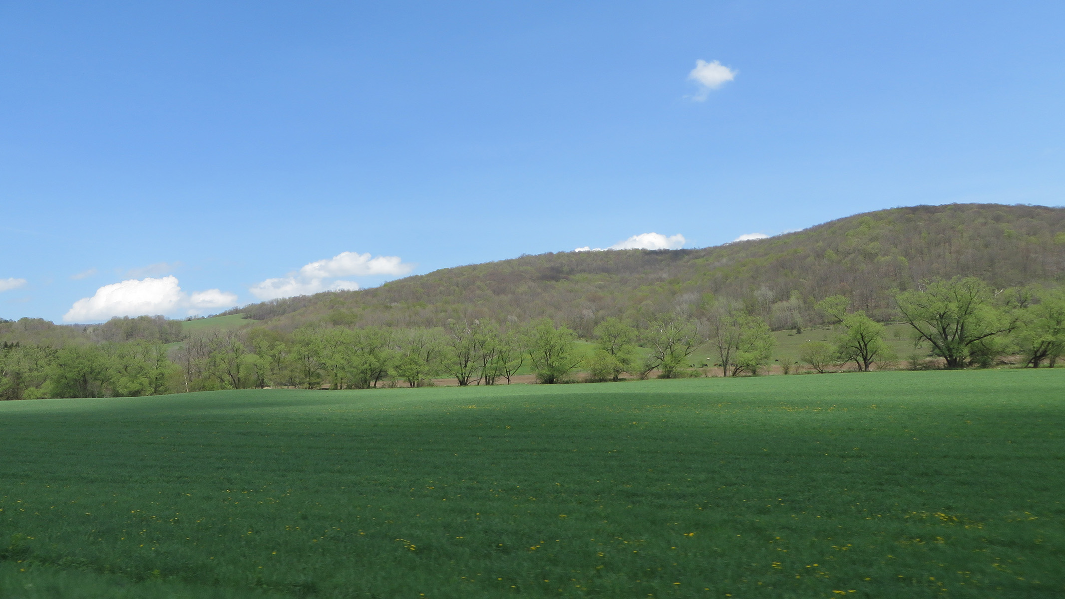 A field in spring in the Enchanted Mountains (2014)